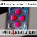 African Black Ant 13